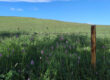 Ein grasbewachsener Hang unter blauem Himmel, im Vordergrund mit rosa Wildblumen übersät. Ein Holzpfahl und ein Drahtzaun ziehen sich quer durch das Bild und werfen Schatten auf das sonnenbeschienene Gras.