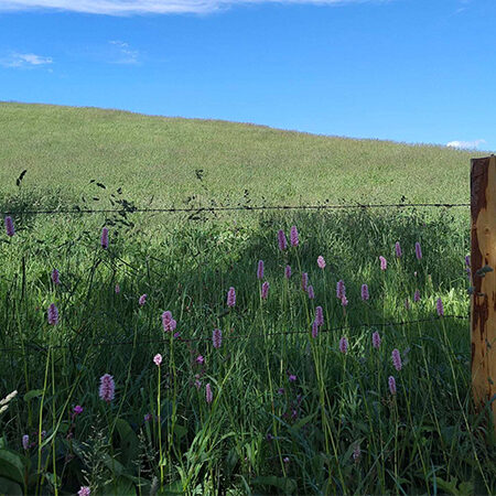 Ein grasbewachsener Hang unter blauem Himmel, im Vordergrund mit rosa Wildblumen übersät. Ein Holzpfahl und ein Drahtzaun ziehen sich quer durch das Bild und werfen Schatten auf das sonnenbeschienene Gras.
