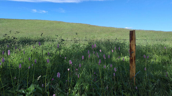 RetailImpactInitiative Ein grasbewachsener Hang unter blauem Himmel, im Vordergrund mit rosa Wildblumen übersät. Ein Holzpfahl und ein Drahtzaun ziehen sich quer durch das Bild und werfen Schatten auf das sonnenbeschienene Gras.