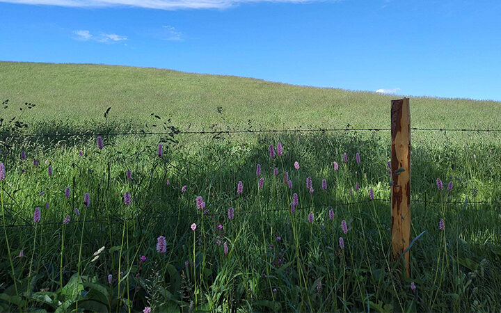RetailImpactInitiative Ein grasbewachsener Hang unter blauem Himmel, im Vordergrund mit rosa Wildblumen übersät. Ein Holzpfahl und ein Drahtzaun ziehen sich quer durch das Bild und werfen Schatten auf das sonnenbeschienene Gras.