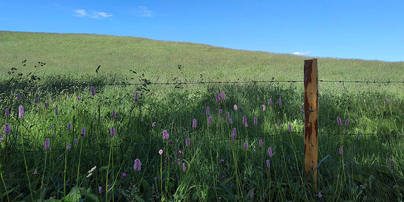 RetailImpactInitiative Ein grasbewachsener Hang unter blauem Himmel, im Vordergrund mit rosa Wildblumen übersät. Ein Holzpfahl und ein Drahtzaun ziehen sich quer durch das Bild und werfen Schatten auf das sonnenbeschienene Gras.