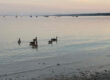 Eine Gruppe von Gänsen schwimmt bei Sonnenuntergang nahe dem Ufer eines ruhigen Sees, während in der Ferne Segelboote vor Anker liegen und Bäume das gegenüberliegende Ufer säumen.