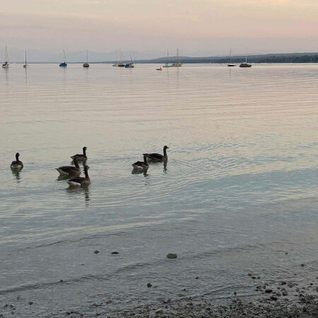 Eine Gruppe von Gänsen schwimmt bei Sonnenuntergang nahe dem Ufer eines ruhigen Sees, während in der Ferne Segelboote vor Anker liegen und Bäume das gegenüberliegende Ufer säumen.