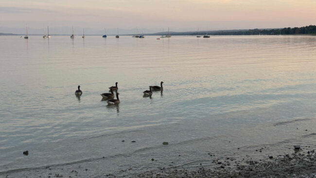 SupplierEngagement Eine Gruppe von Gänsen schwimmt bei Sonnenuntergang nahe dem Ufer eines ruhigen Sees, während in der Ferne Segelboote vor Anker liegen und Bäume das gegenüberliegende Ufer säumen.