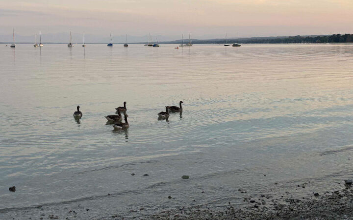 Eine Gruppe von Gänsen schwimmt bei Sonnenuntergang nahe dem Ufer eines ruhigen Sees, während in der Ferne Segelboote vor Anker liegen und Bäume das gegenüberliegende Ufer säumen.