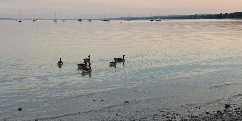 SupplierEngagement Eine Gruppe von Gänsen schwimmt bei Sonnenuntergang nahe dem Ufer eines ruhigen Sees, während in der Ferne Segelboote vor Anker liegen und Bäume das gegenüberliegende Ufer säumen.