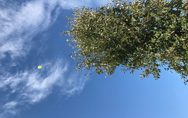 picture of a tree and a green balloon visualizing the article about the weltumwelttag