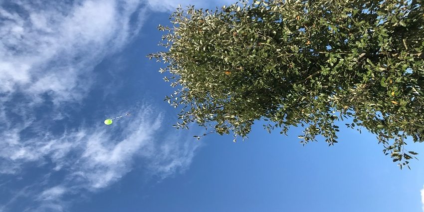 picture of a tree and a green balloon visualizing the article about the weltumwelttag