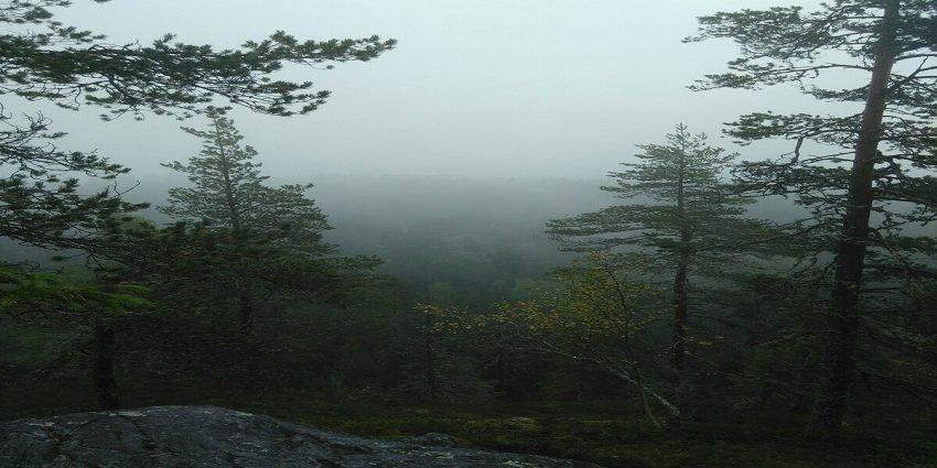 picture of a forest in fog illustrating the article about UNGC tier