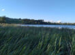 Am Ufer eines ruhigen Sees wächst unter einem strahlend blauen Himmel hohes grünes Gras; im Hintergrund sind in der Ferne Bäume und Hügel zu sehen.