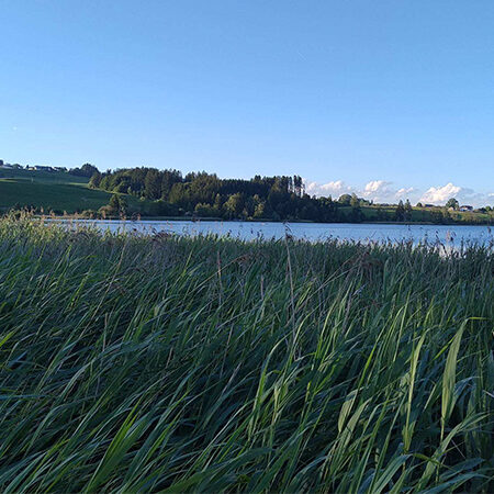 Am Ufer eines ruhigen Sees wächst unter einem strahlend blauen Himmel hohes grünes Gras; im Hintergrund sind in der Ferne Bäume und Hügel zu sehen.