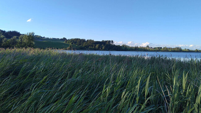 VS-Bericht-Efrag Am Ufer eines ruhigen Sees wächst unter einem strahlend blauen Himmel hohes grünes Gras; im Hintergrund sind in der Ferne Bäume und Hügel zu sehen.