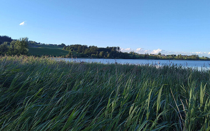 VS-Bericht-Efrag Am Ufer eines ruhigen Sees wächst unter einem strahlend blauen Himmel hohes grünes Gras; im Hintergrund sind in der Ferne Bäume und Hügel zu sehen.