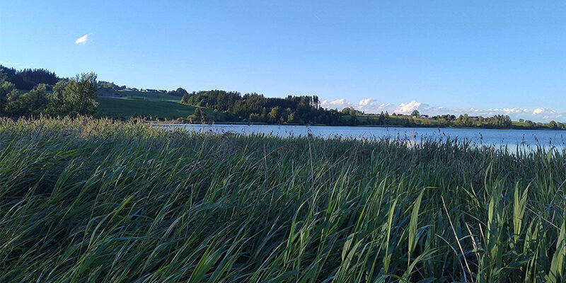 VS-Bericht-Efrag Am Ufer eines ruhigen Sees wächst unter einem strahlend blauen Himmel hohes grünes Gras; im Hintergrund sind in der Ferne Bäume und Hügel zu sehen.