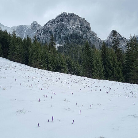 VSME & EcoVadis Synergien