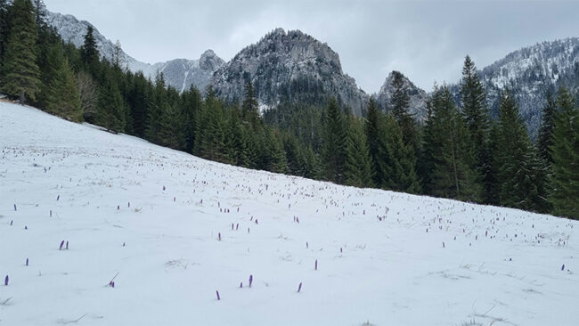 VSME-EcoVadis VSME & EcoVadis Synergien