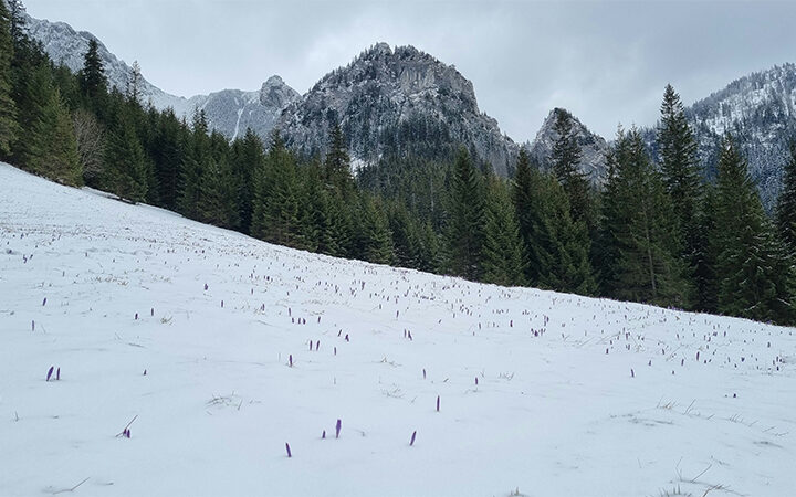 VSME-EcoVadis VSME & EcoVadis Synergien