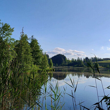 Ein ruhiger See, umgeben von hohem grünem Gras und dichten Bäumen, in dessen Wasser sich der blaue Himmel und vereinzelte Wolken spiegeln und so eine friedliche Naturkulisse schaffen.