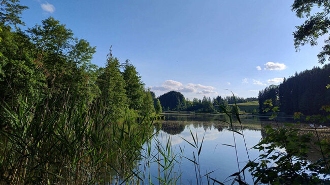 VSxEV Ein ruhiger See, umgeben von hohem grünem Gras und dichten Bäumen, in dessen Wasser sich der blaue Himmel und vereinzelte Wolken spiegeln und so eine friedliche Naturkulisse schaffen.