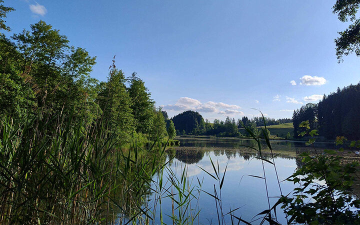 VSxEV Ein ruhiger See, umgeben von hohem grünem Gras und dichten Bäumen, in dessen Wasser sich der blaue Himmel und vereinzelte Wolken spiegeln und so eine friedliche Naturkulisse schaffen.