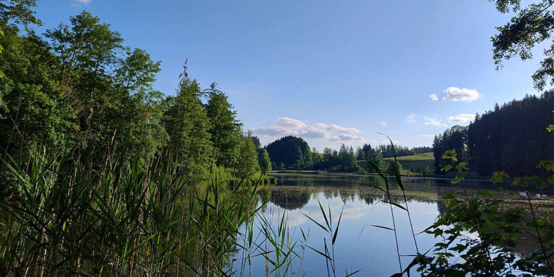 VSxEV Ein ruhiger See, umgeben von hohem grünem Gras und dichten Bäumen, in dessen Wasser sich der blaue Himmel und vereinzelte Wolken spiegeln und so eine friedliche Naturkulisse schaffen.
