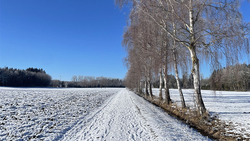 WEF Global Risk Report 2026 Global Risk Report 2026