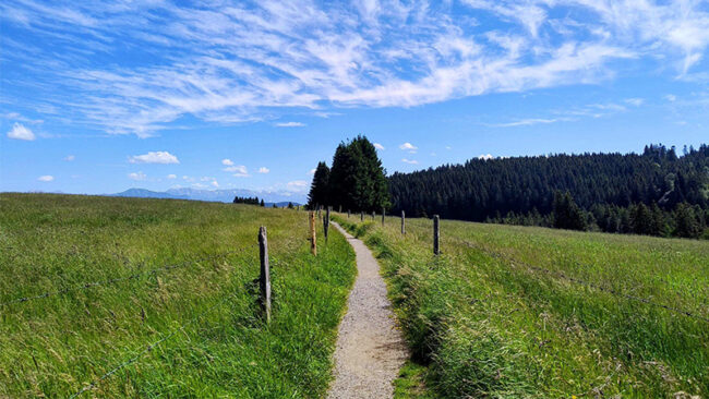 Wettbewerbsfähigkiet-und-Resilienz-trotz-Krise Ein schmaler Feldweg führt durch eine Wiese, die auf beiden Seiten von Holzpfosten gesäumt ist, und verläuft in Richtung der Bäume unter einem strahlend blauen Himmel mit vereinzelten Wolken.