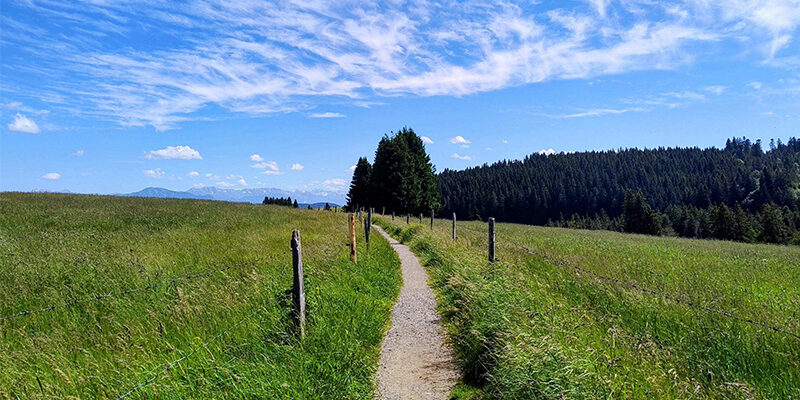Wettbewerbsfähigkiet-und-Resilienz-trotz-Krise Ein schmaler Feldweg führt durch eine Wiese, die auf beiden Seiten von Holzpfosten gesäumt ist, und verläuft in Richtung der Bäume unter einem strahlend blauen Himmel mit vereinzelten Wolken.