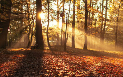 autumn sun in forest as a visualization for CDP science based targets partnership
