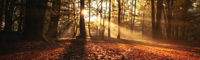 autumn sun in forest as a visualization for CDP science based targets partnership