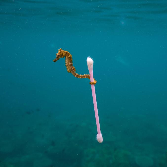 image of a seahorse holding a cotton-wool tip illustrating the blog article 2019 sustain conference of ecovadis in paris