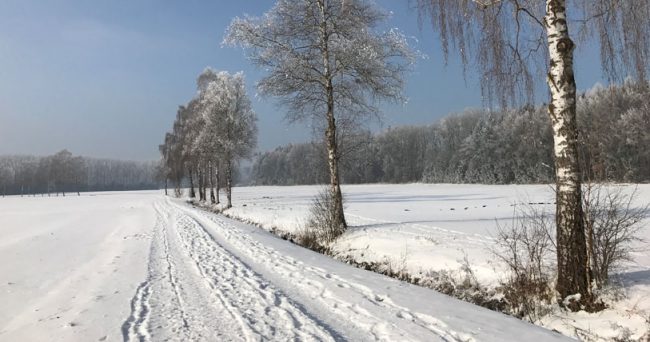 picture of snowy row of trees illustrating the article about Nachhaltige urbane ressourcenkreisläufe