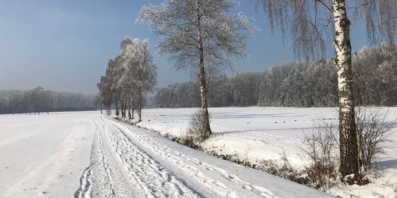 picture of snowy row of trees illustrating the article about Nachhaltige urbane ressourcenkreisläufe