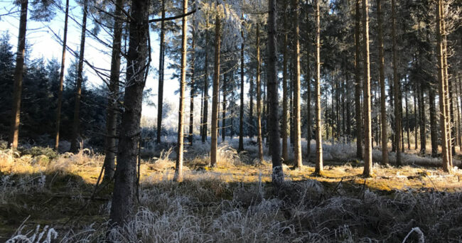 picture of a forest in winter ilustrating the article about science based targets