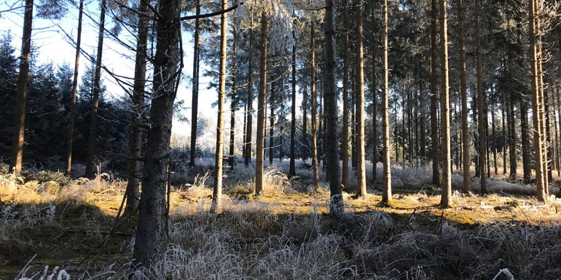 picture of a forest in winter ilustrating the article about science based targets